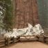 World's largest tree wrapped in flame-resistant blanket to save it from California wildfires