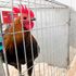 Era of feeding a family of four with a £3 chicken coming to an end, says poultry boss