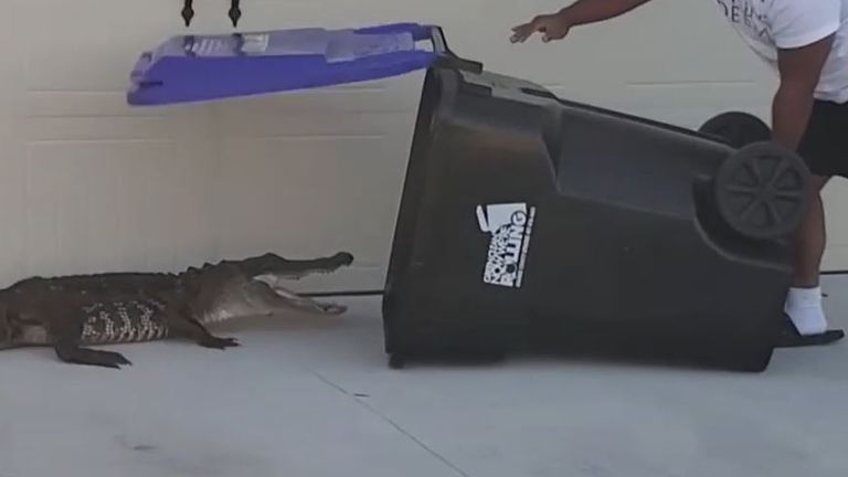 Alligator is removed from driveway single-handedly in wheelie bin