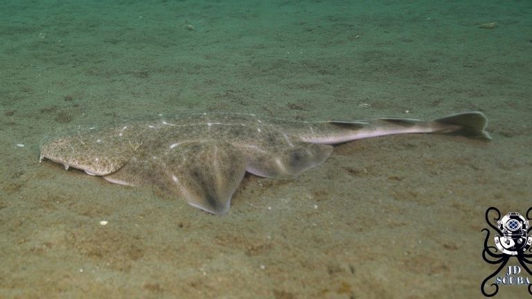 It is the first ever footage captured of a juvenile Angelshark in the UK. Pic: Jake Davies