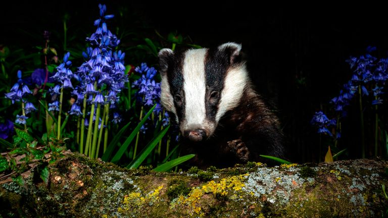 Thousands of badgers face death as part of plans to cull the population Pic: AP 