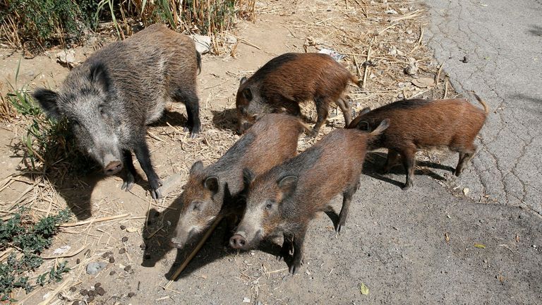 Wild boars roam street foraging for food in Rome
