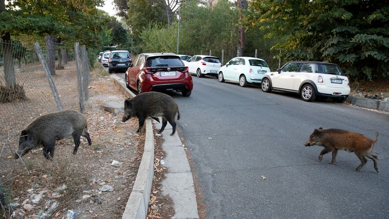 Wild boars roam street foraging for food in Rome
