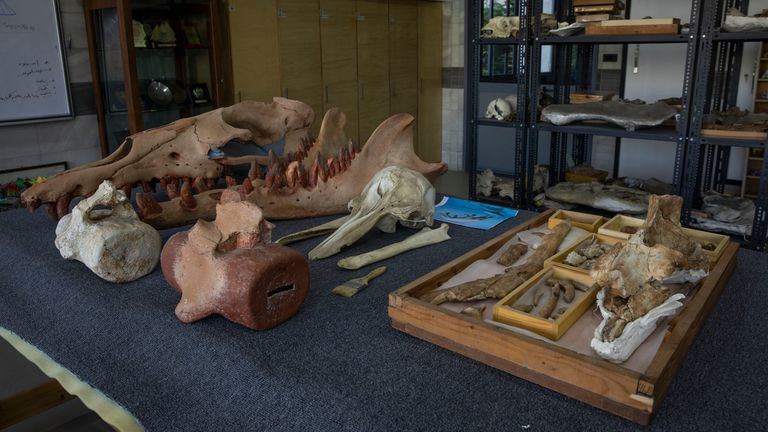 The fossils of a 43 million-year-old four-legged prehistoric whale known as the Phiomicetus Anubis, right, in an evolution of whales from land to sea, which was unearthed over a decade ago in Fayoum in the Western Desert of Egypt, PIC:AP
