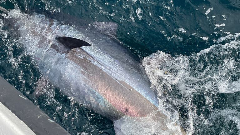 The Atlantic Bluefin Tuna has returned to UK waters after 60 years