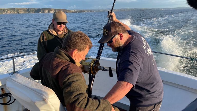 Les capitaines de Cornwall travaillent avec le Centre des sciences de l'environnement, des pêches et de l'aquaculture (CEFAS) pour attraper, marquer et relâcher le poisson, qui peut mesurer jusqu'à 12 pieds de long.