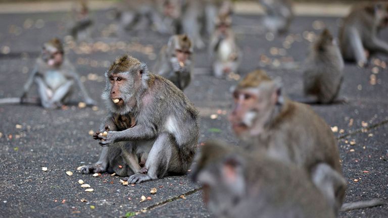 Macaques are omnivores and usually feed on cassava, peanuts and fruits. Pic AP