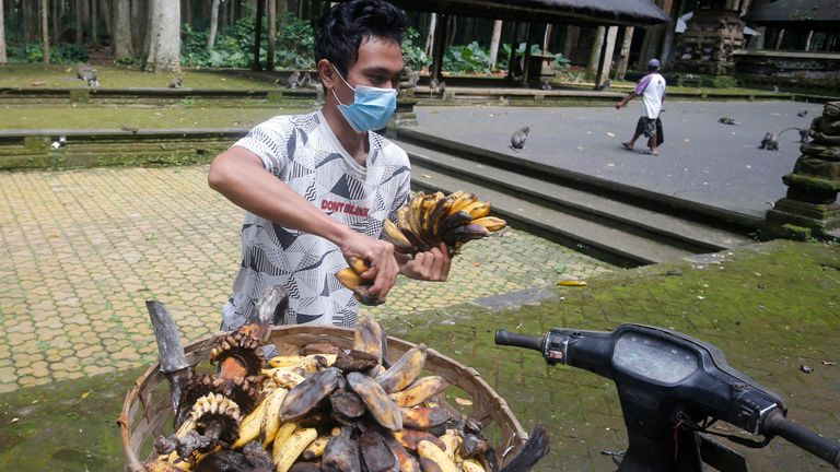 The sanctuary usually provides cassava and bananas for the monkeys but it has lost revenue from the lack of visitors. Pic AP