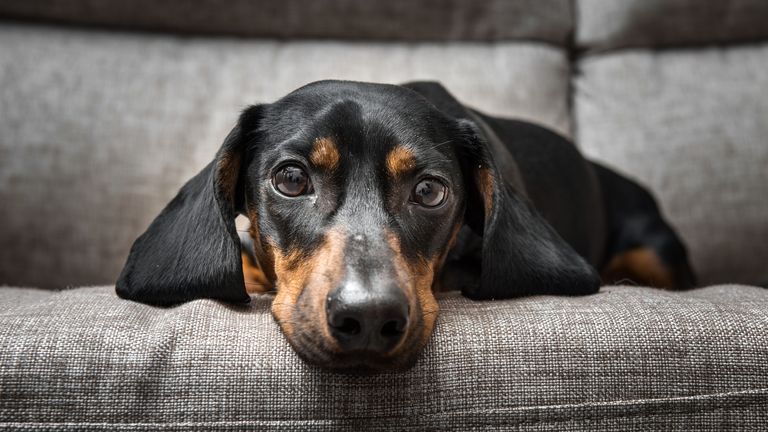 A dachshund puppy