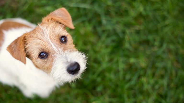 Scientists 51 dogs to see whether the animals show some elements of the theory of mind - the ability to recognise intentions in others