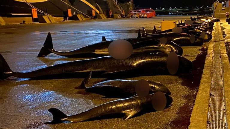 Sea Shepherd shared footage with Sky News showing the bodies of the dolphins after they had been killed. Pic: Sea Shepherd UK