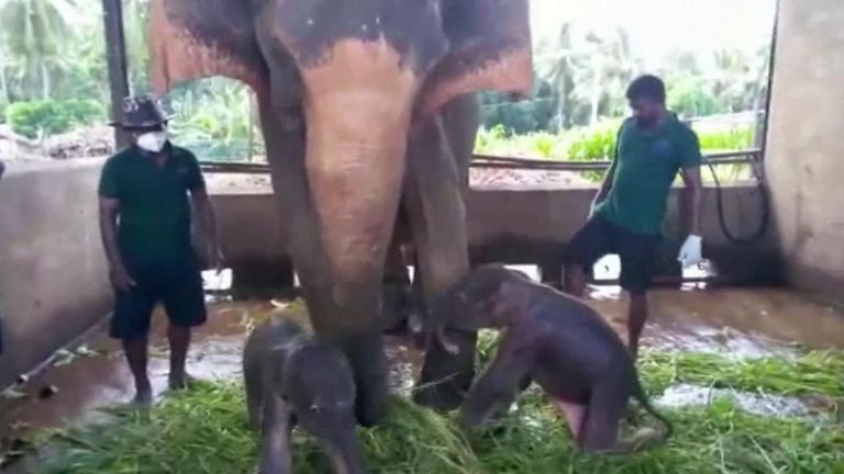 An elephant gave birth to twins on Tuesday (August 31) for the first time in nearly 80 years in Sri Lanka, wildlife authorities said.
