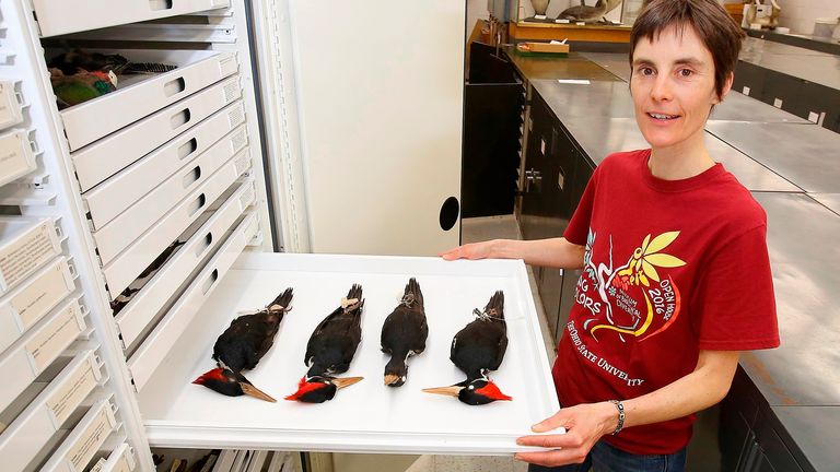 In this photo taken April 23, 2018, Angelika Nelson, curator, Borror Lab of Bioacostics, poses with a tray of ivory-billed woodpecker specimens at the Museum of Biological   Diversity, Ohio State University, in Columbus, Ohio. (Tom Dodge/The Columbus Dispatch via AP)  PIC:AP