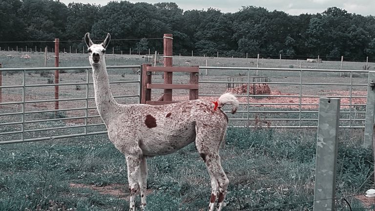 Fifi the llama&#39;s nanobodies were hailed by Public Health England. Pic: University of Reading