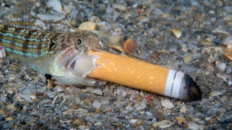 Steven Kovacs a capturé un poisson-lézard essayant de manger le reste d'un filtre de cigarette en Floride, aux États-Unis.  Photo : Steven Kovacs/Ocean Photography Awards