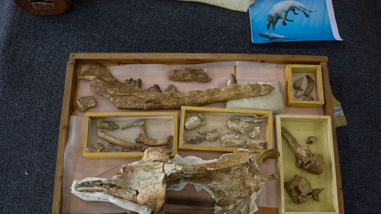 Les fossiles d'une baleine préhistorique à quatre pattes vieille de 43 millions d'années connue sous le nom de "Phiomicetus Anubis," dans une évolution des baleines de la terre à la mer, qui a été déterrée il y a plus d'une décennie à Fayoum dans le désert occidental d'Égypte PIC:AP