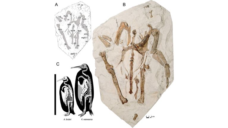 ‘Incredible’ giant fossilised penguin found by New Zealand schoolchildren is previously unknown species
Thirty million-year-old remains were found during field trip in 2006
CAPTION:a) Line drawing of specimen; b) photo of specimen; c) size comparison of Kairuku waewaeroa and an emperor penguin. Photograph: Journal of Vertebrate Paleontology
MUST CREDIT: Journal of Vertebrate Paleontology