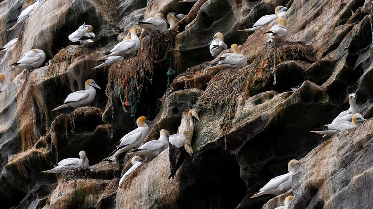 Henley Spires (B) Un fou de bassan mort est suspendu à un engin de pêche abandonné, utilisé pour construire son nid.  Île de Noss, Shetland, Royaume-Uni