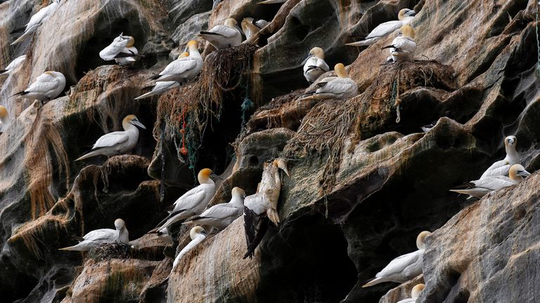 Henley Spiers (B)
A dead gannet hangs from a piece of discarded fishing gear, used to build its nest. 
Isle of Noss, Shetland, UK
