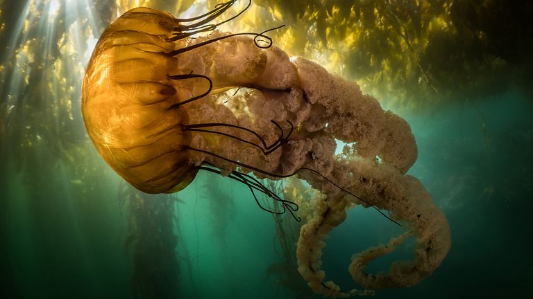 The Community Choice Award went to this shot of a sea nettle - a type of jellyfish - drifting in the shallows of Monterey Bay in California, USA. Pic: Maxwel Hohn/Ocean Photography Awards
