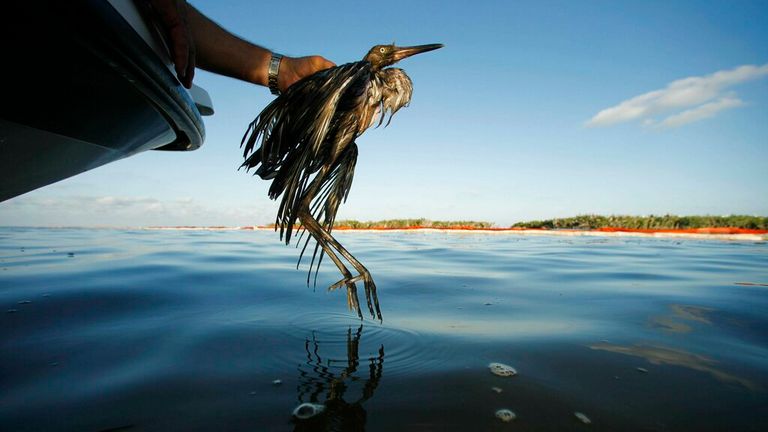 A oil-soaked bird rescued from waters in the Gulf of Mexico - as the Biden administration drafts rules to govern the killing of wild birds. Pic: AP