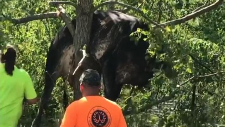 Workers rescued a cow wedged in a tree southeast of New Orleans that became stuck following severe flooding brought to southern Louisiana by Hurricane Ida.