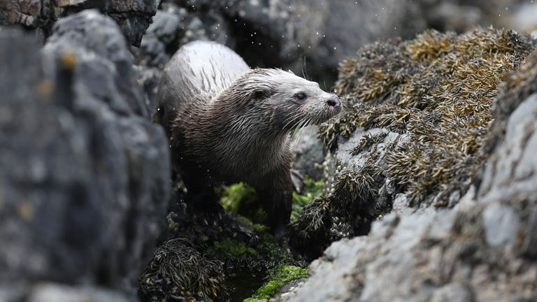 An otter comes ashore near Oban, Scotland, Britain, May 18, 2021 REUTERS/Russell Cheyne