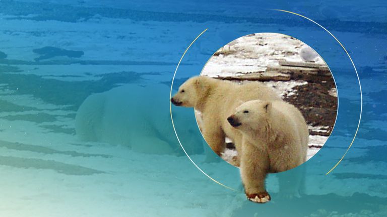 Migrating to find mates is becoming harder as ice melts