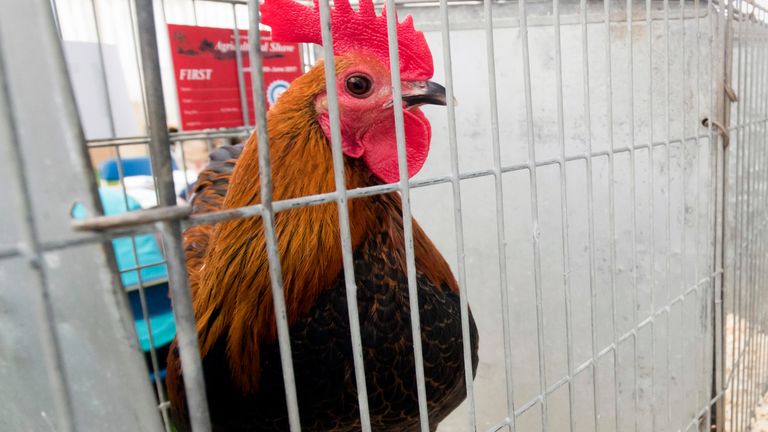 Poultry during the Fur and Feather judging at the 39th North Yorkshire County Show on the Camp Hill Estate in Yorkshire 18/6/2017