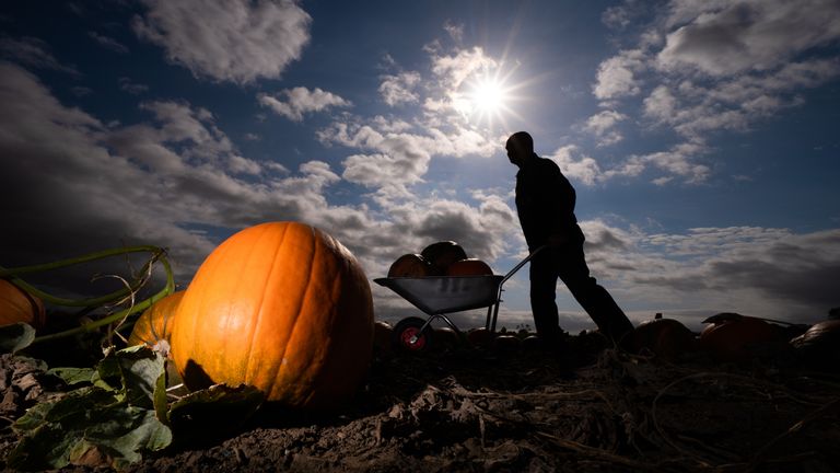 Farmer Tom Hoggard harvests pumpkins at Howe Bridge Farm in Yorkshire, ahead of Halloween. The family run farm is expected to harvest over 50 thousands pumpkins in the coming weeks. 