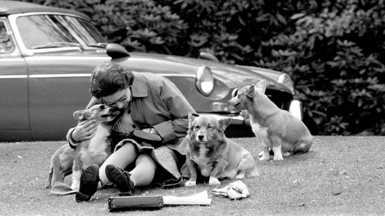 The Queen with her beloved corgis in 1973