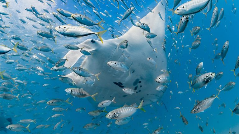 Jake Wilton captures a manta ray, surrounded by a school of fish in Coral Bay, Western Australia. Pic: Jake Wilton/Ocean Photography Awards
