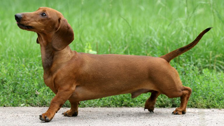 A dachshund. File pic