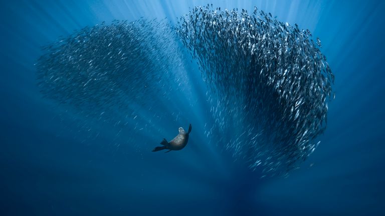 In this finalist picture a sea lion hunts mackerel off the coast of Baja California Sur, Mexico. Pic. Fabrice Guerin/Ocean Photography Awards