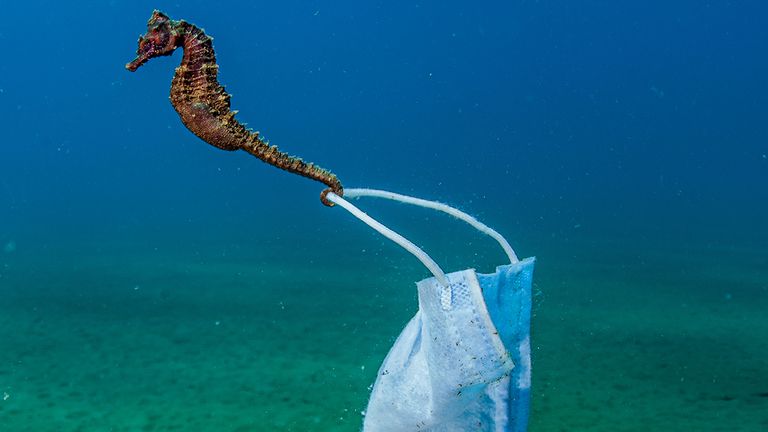 This picture of a seahorse clinging to a face mask, taken in Greece&#39;s Stratoni won the Conservation Photographer of the Year Award. Pic: Nicholas Samaras/Ocean Photography Awards