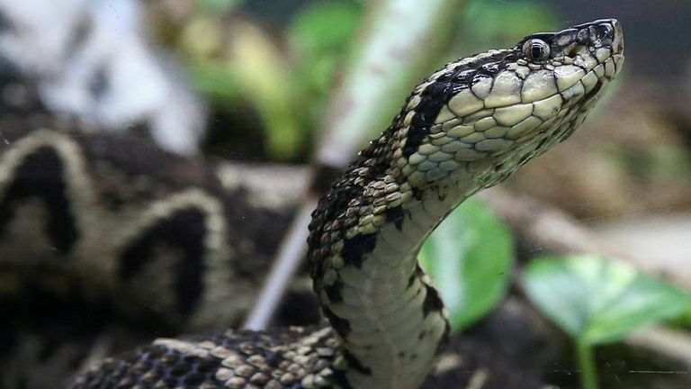 FILE PHOTO: A jararacussu snake, whose venom is used in a study against the coronavirus disease (COVID-19), is seen at Butantan Institute in Sao Paulo, Brazil August 27, 2021. REUTERS/Carla Carniel/File Photo