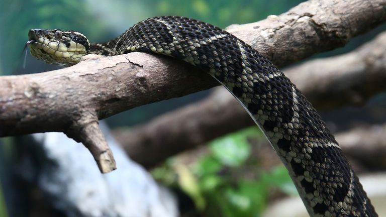 A jararacussu snake, whose venom is used in a study against the coronavirus disease (COVID-19), is seen at Butantan Institute in Sao Paulo, Brazil August 27, 2021. Picture taken August 27, 2021. REUTERS/Carla Carniel