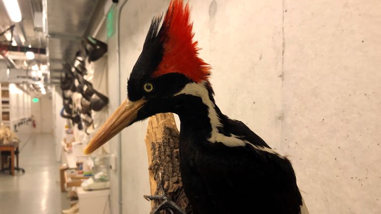  ***STUFFED BIRD/EX-BIRD*** An ivory-billed woodpecker, now extinct, is seen on a display at the California Academy of Sciences in San Francisco,  
PIC:AP