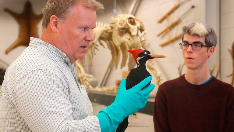 In this photo taken April 23, 2018, Jim McCormac, left, holds an ivory-billed woodpecker specimen while talking with Grant Terrell, right, collection manager for tetrapods at the Museum of Biological Diversity, Ohio State University, in Columbus, Ohio. (Tom Dodge/The Columbus Dispatch via AP)  PIC:AP