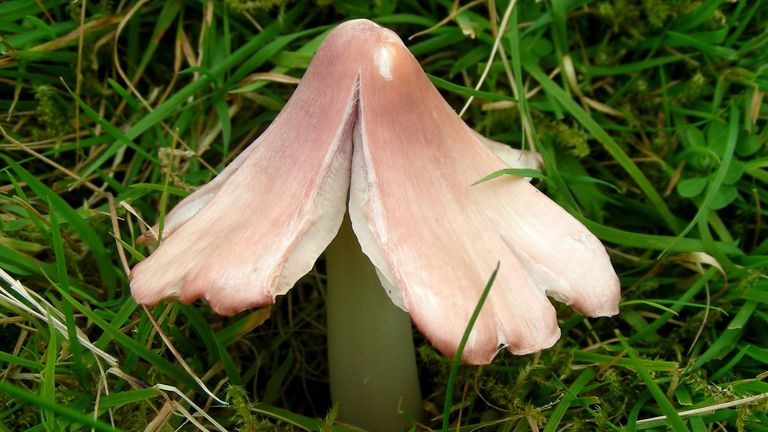 Undated handout photo issued by the National Botanic Garden of Wales of the internationally-rare pink (or &#39;ballerina&#39;) waxcap