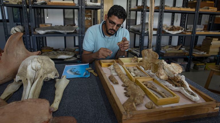 Le chercheur égyptien de l'Université de Mansoura, Abdullah Gohar, montre le fossile d'une baleine préhistorique à quatre pattes vieille de 43 millions d'années connue sous le nom de "Phiomicetus Anubis," dans une évolution des baleines de la terre à la mer, qui a été déterrée il y a plus d'une décennie à Fayoum dans le désert occidental d'Égypte, PIC:AP