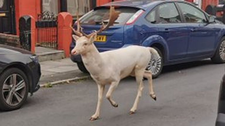 The stag was seen running down the middle of this road. Pic: Gareth Sullivan