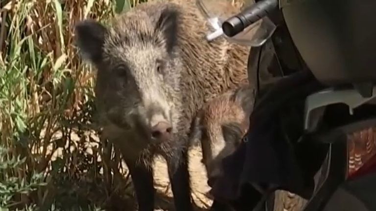 Wild boar seen in the suburbs of Rome