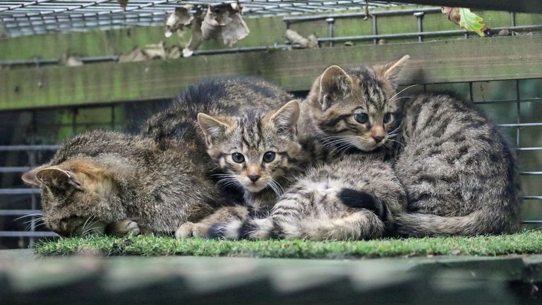 Wildcat Kittens. Pic: Wildwood Trust