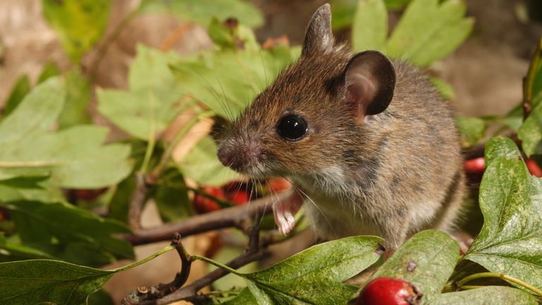Wood mice have developed larger ears