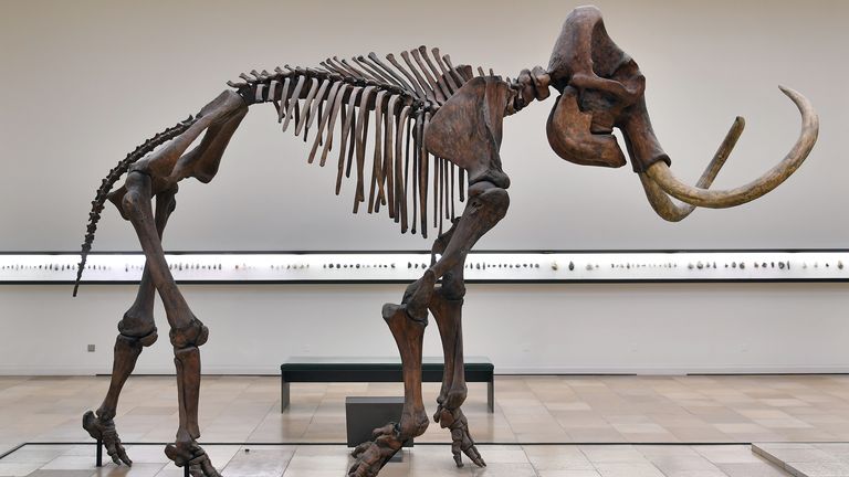 The skeletton of a woolly mammoth stands in an exhibition of the State Museum of Prehistory in Halle, Germany, 7 October 2016. The skeletton is to be disassembled by texidermists and trasported to Jena, where it is going to be restored at the institute for special zoology and evolutionary biology of the Friedrich-Schiller-University. The mammoth was found in 1953 in the lignite mine Braunsbedra. Photo by: Hendrik Schmidt/picture-alliance/dpa/AP Images


