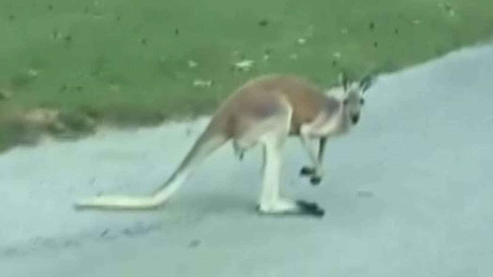 Kangaroo on the loose... in Oklahoma! Offbeat News Sky News