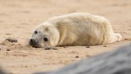 A newborn grey seal pup on the beach at Horsey in Norfolk, as the pupping season begins at one the UK&#39;s most important sites for the mammals. Picture date: Friday October 29, 2021.

