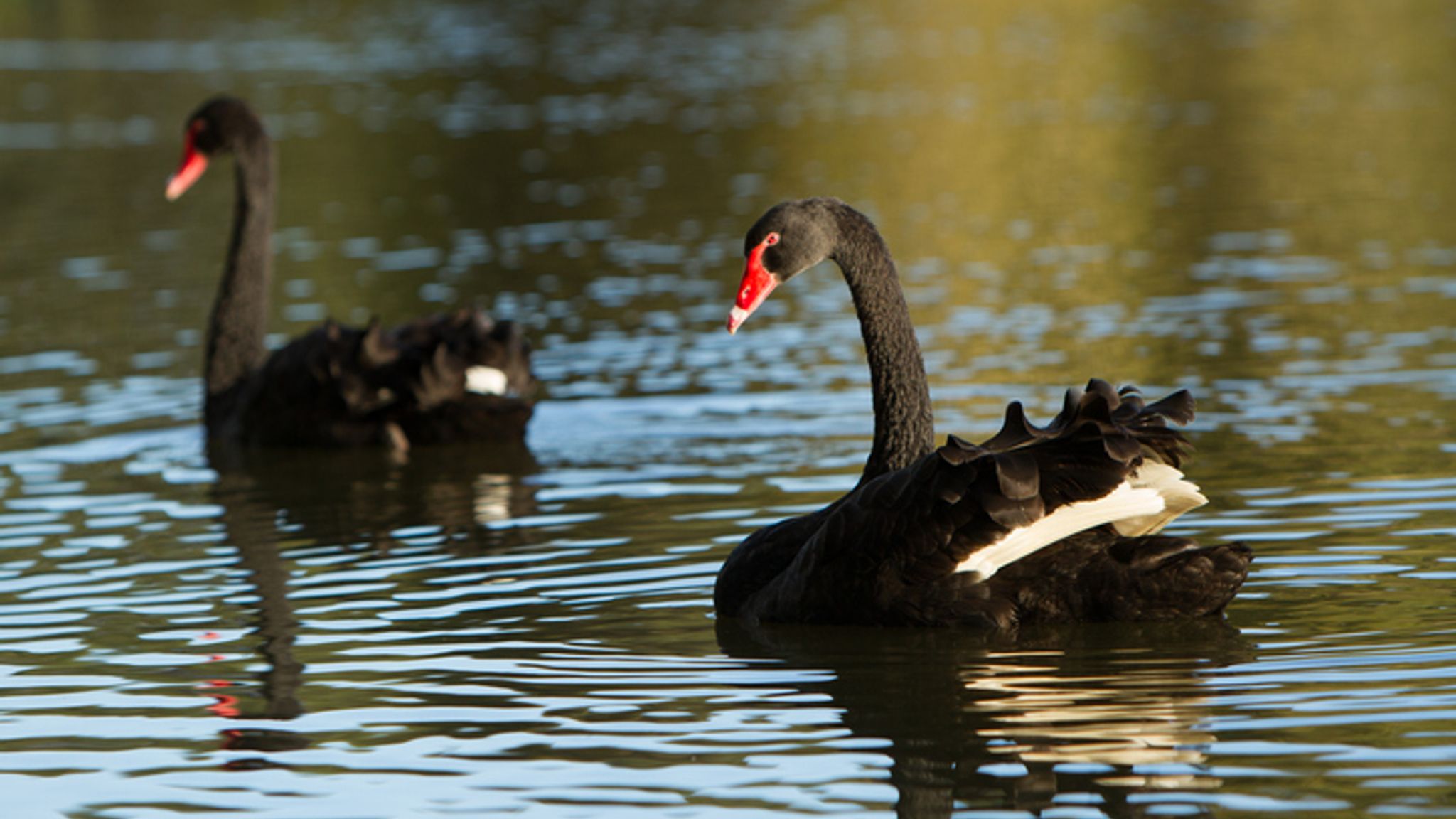North Korea breeding ornamental black swans for meat as Kim Jong Un
