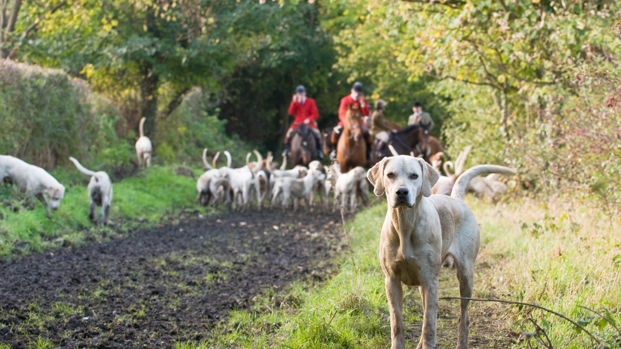 National Trust members vote to ban trail hunting amid concerns it is a 'cover' for hunting with